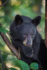 Small black bear cub hides high up in trees for safety © Jo