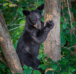 Small black bear cub struggles climbing a tree in the forest