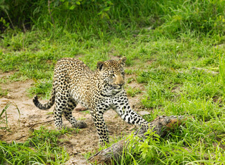 Cheetah playing with log