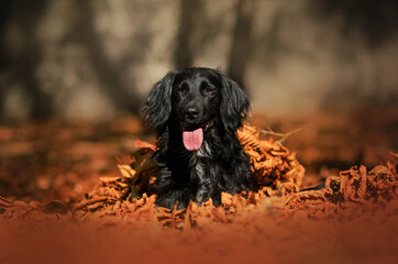 Cute black dog russian spaniel in the city