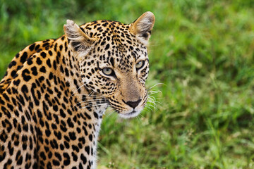 Close-up of leopard (Panthera pardus) looking at camera