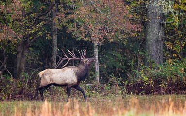 Strong elk raises head near forest.