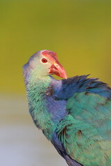 Portrait of a purple swamphen