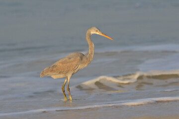 Western reef heron looking for seashells on the seashore