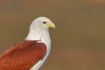 Portrait of a brahminy kite