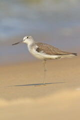 A greenshank checking out the weather