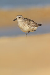 Yogi bird on the beach