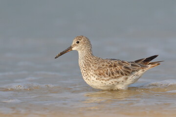 A great knot surfing