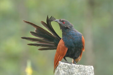 A preening coucal