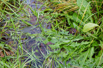 Green grass leaves in a puddle close up