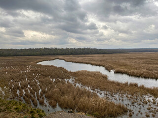 lake and reeds in autumn