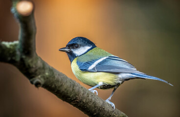 Great tit
