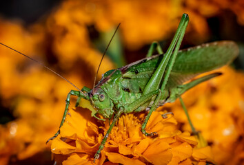 grasshopper on a flower