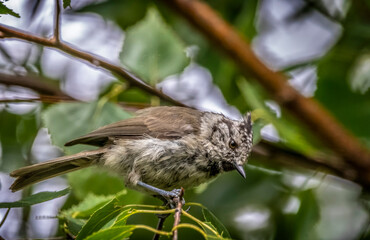 crested tit