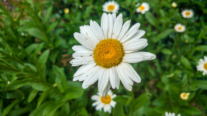 Obraz premium Daisy