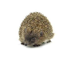 Hedgehog isolated on white background