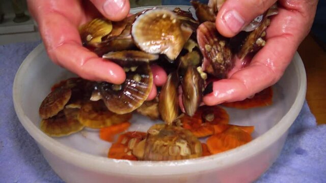 Ancient armored mollusk (Chiton olivaceus) on the shell of a clam Smooth Scallop (Flexopecten glaber ponticus), Black Sea