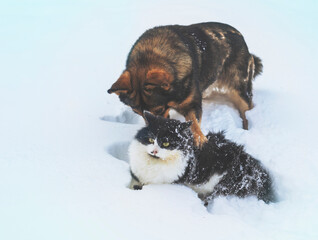 Dog and cat playing together outdoors in deep snow