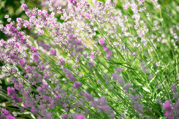 Obraz premium Lavender flowers in the garden. Bright summer background. Lavender