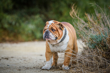 Obraz premium Portrait of beautiful English Bulldog outdoor, selective focus 