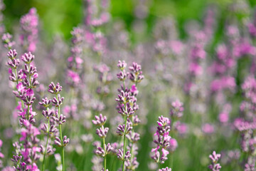 Lavender flowers in the garden. Bright summer background. Lavender