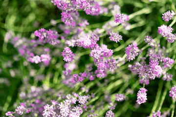 Lavender flowers in the garden. Bright summer background. Lavender