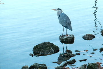 héron cendré dans une rivière 