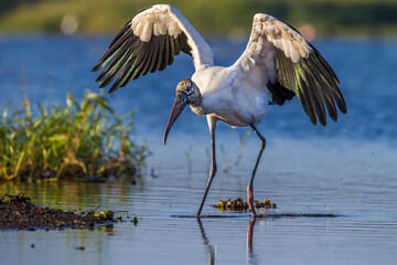 Wood stork with wings spread, hops through water in Myyaka River state park © Jo