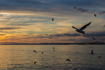 Beautiful sunset sky scenery of Kushiro in Hokkaido, Japan where seagulls fly