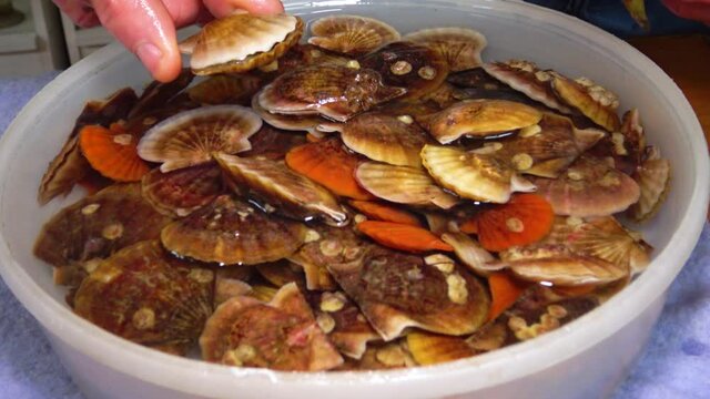 Bivalve mollusk with orange valves Smooth Scallop (Flexopecten glaber ponticus), Black Sea