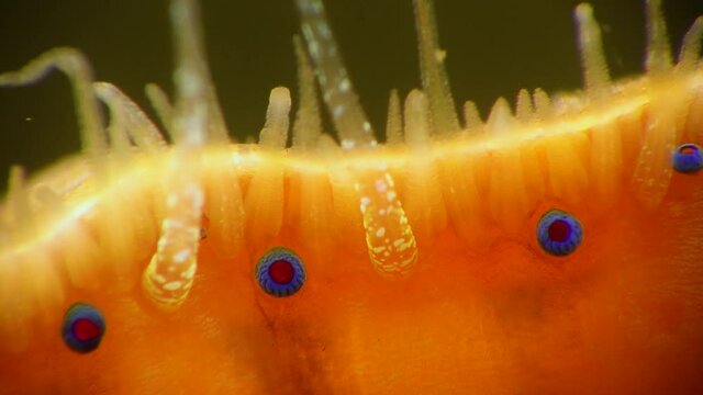 Small blue eyes and tentacles on the mantle of a bivalve mollusk Smooth Scallop (Flexopecten glaber ponticus), Black Sea