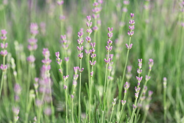 Lavender flowers in the garden. Bright summer background. Lavender