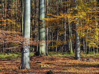 the colors of the autumn forest