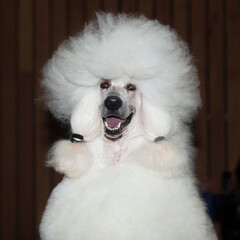 Retrato perro caniche gigante blanco peinado cardado peluquería canina