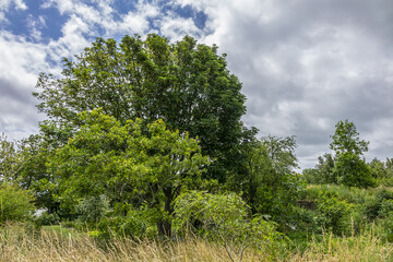 Obraz premium Hanging gardens of Le Havre (Jardins suspendusa) occupy a 17-hectare site in district of Sanvic in Le Havre. Hanging Gardens had some 3,700 plant. Le Havre, France. 