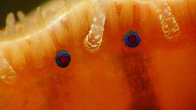 Small blue eyes and tentacles on the mantle of a bivalve mollusk Smooth Scallop (Flexopecten glaber ponticus), Black Sea