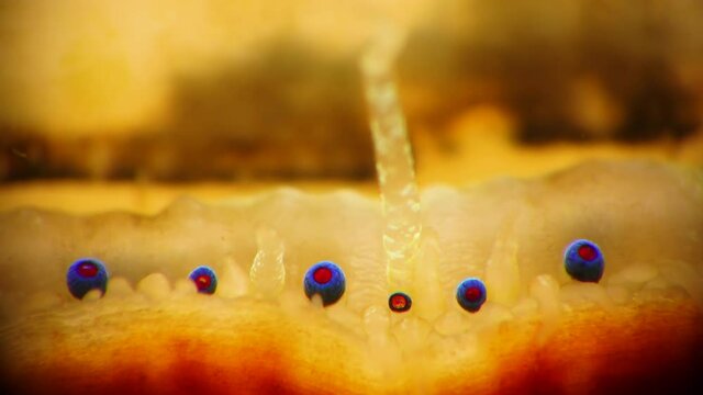 Small blue eyes and tentacles on the mantle of a bivalve mollusk Smooth Scallop (Flexopecten glaber ponticus), Black Sea