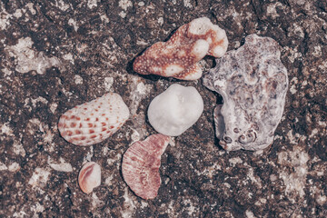 white seashells lying on a rock on a pebble beach of South Korea
