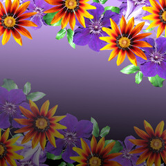 Fototapeta na wymiar Beautiful floral background of clematis and gazania. Isolated