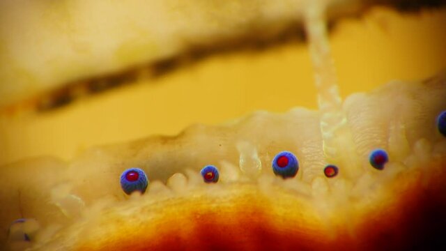 Small blue eyes and tentacles on the mantle of a bivalve mollusk Smooth Scallop (Flexopecten glaber ponticus), Black Sea