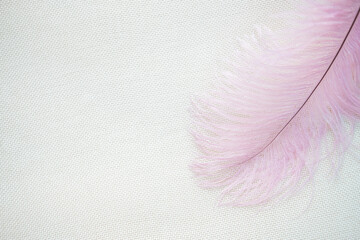 ostrich feathers are painted in delicate colors. grouped . photo close up. on pastel background.   Flat lay. Top view. copy space . 