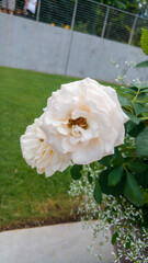 White rose in a Bush
