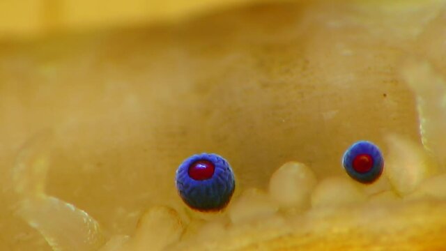 Small blue eyes and tentacles on the mantle of a bivalve mollusk Smooth Scallop (Flexopecten glaber ponticus), Black Sea
