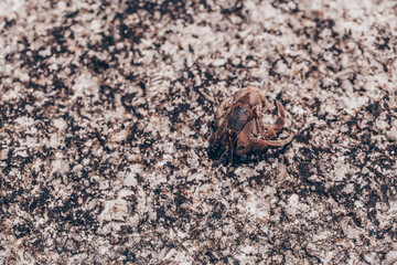 close up of small hermit crabs walking on sand covered volcanic rock in a beach in Costa Rica