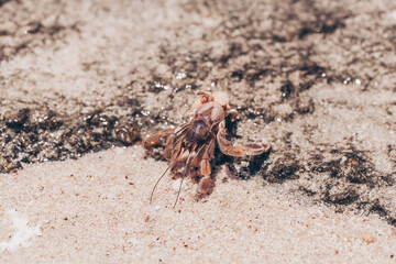 close up of small hermit crabs walking on sand covered volcanic rock in a beach in Costa Rica