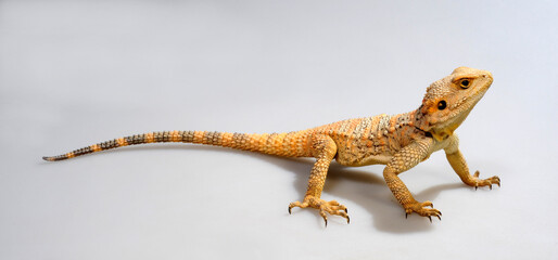 Roughtail rock agama, Starred agama // Hardun (Stellagama stellio, Laudakia stellio)