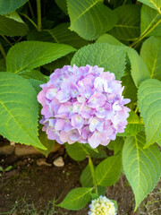 pink hydrangea flowers