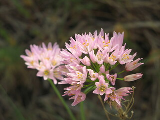 Rosy garlic (Allium roseum) - close up of pale pink flowers of wild garlic, Formentera, Balearic Islands, Spain