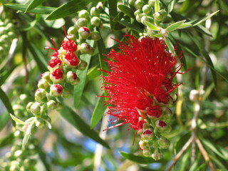 Crimson bottlebrush (Melaleuca citrina) - close up of red flowers, arranged in spikes, buds and foliage, Spain