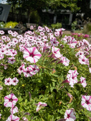 Fototapeta premium pink and white flowers